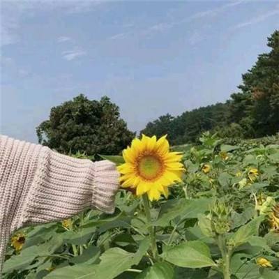 刀剑乱舞国服官方下载